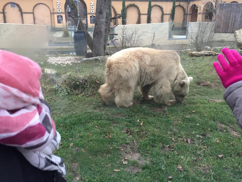 Foto: Eisbär im Zoo